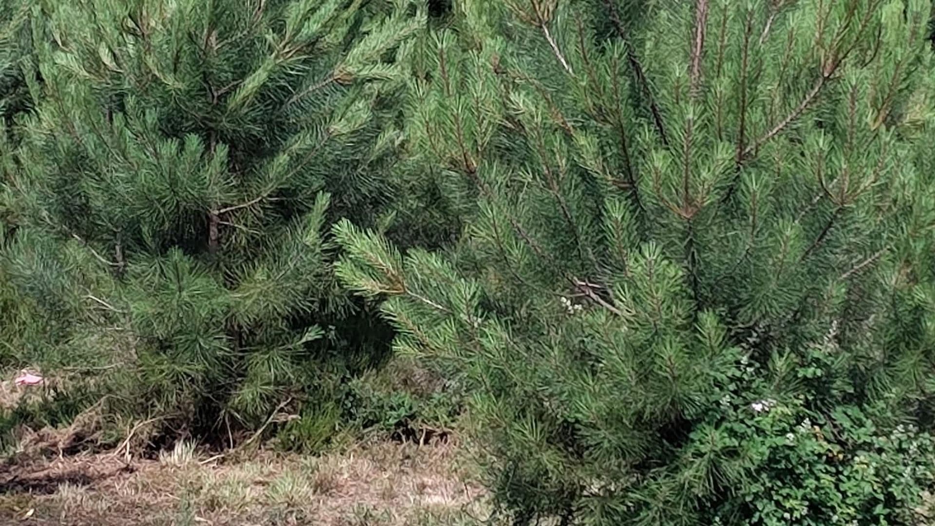 blog-conseils-debroussaillage-elagage-landes