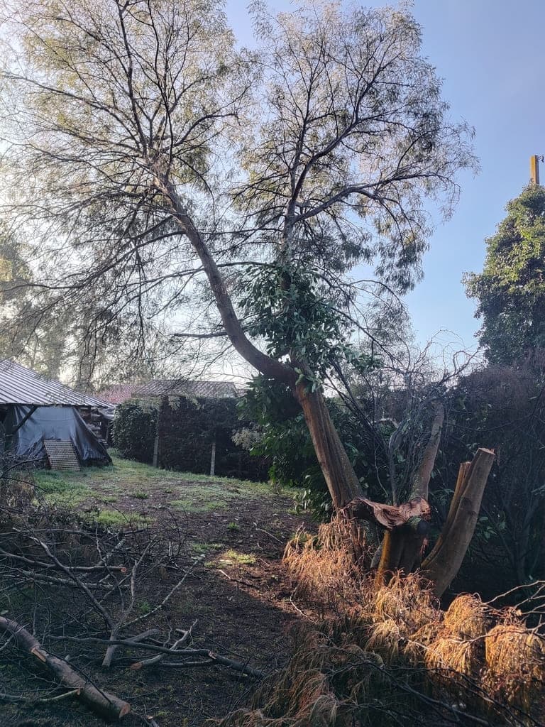 Abattage d'un arbre lors du chantier à Lesgor   
