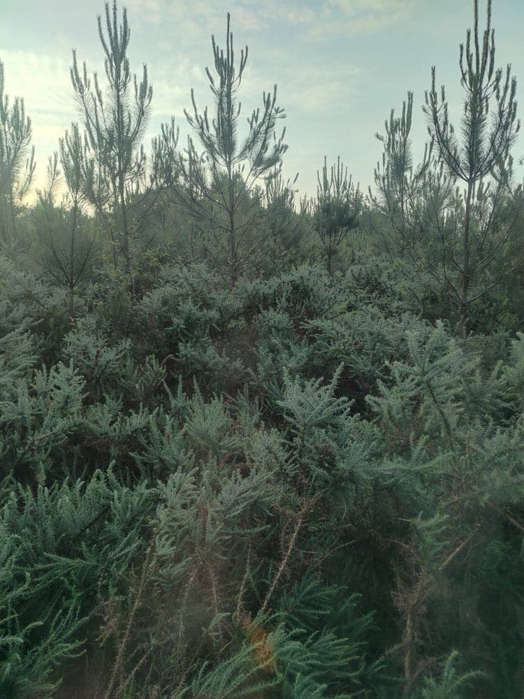 Broussailles denses entre les jeunes pins d'une plantation avant broyage à Bergouey dans les Landes