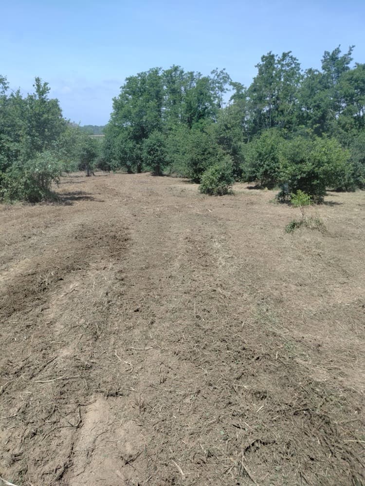 Prairie entièrement débroussaillée à Donzacq avec une allée centrale dégagée et les chênes conservés en arrière-plan