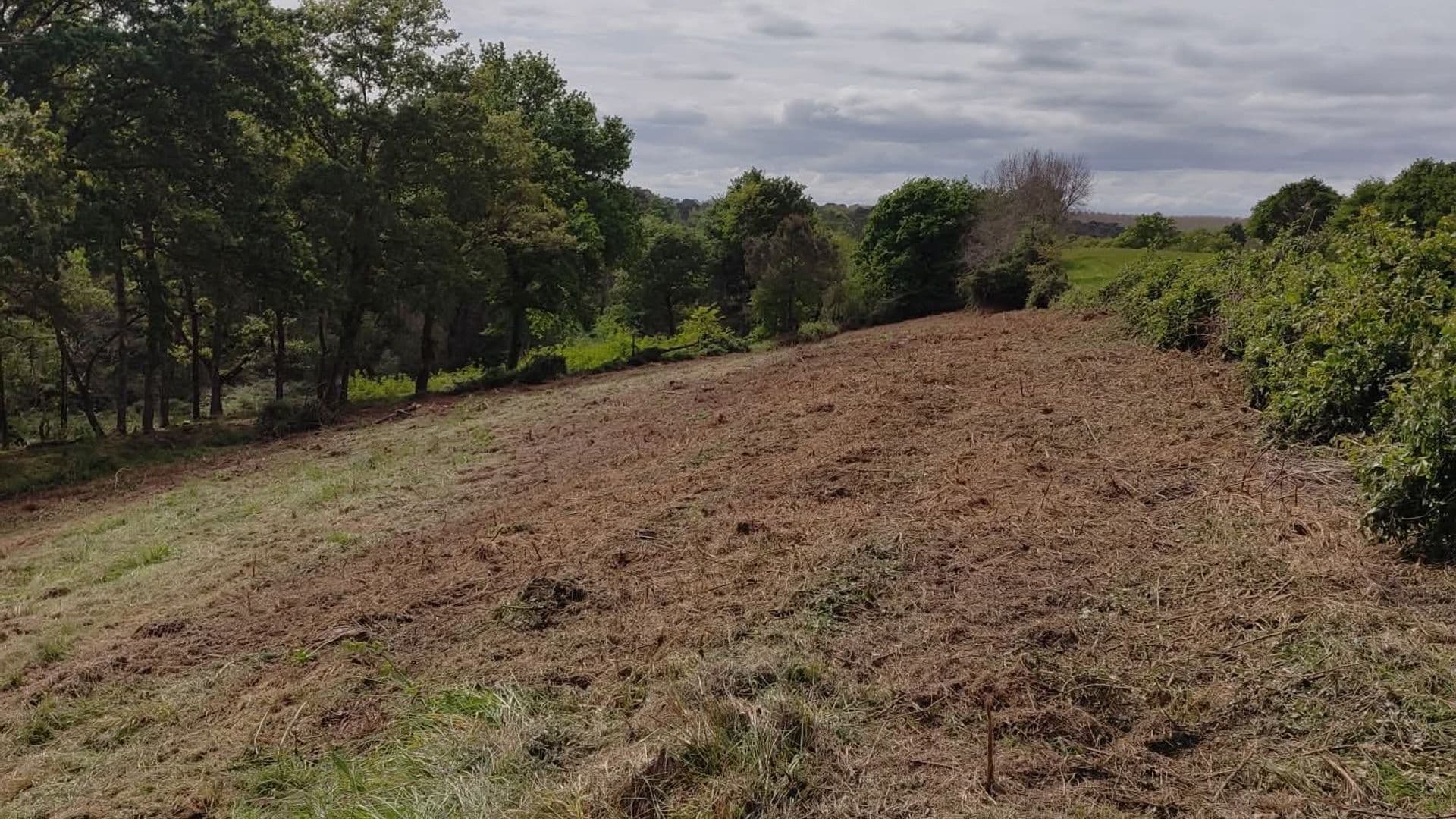 Parcelle débroussaillée dans les Landes - Garrido