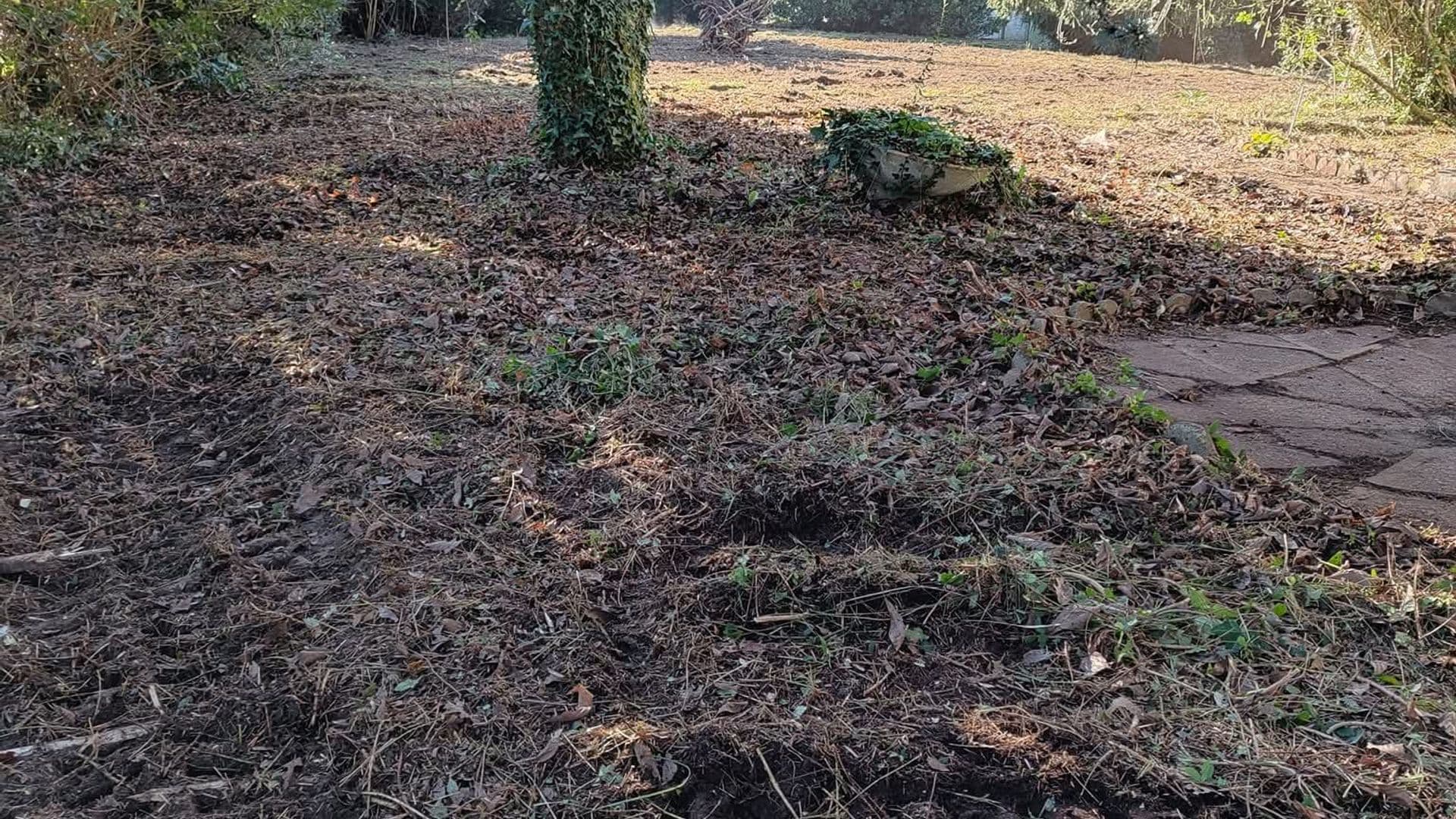 Chantier de débroussaillage manuel dans les Landes — terrain nettoyé à la débroussailleuse  