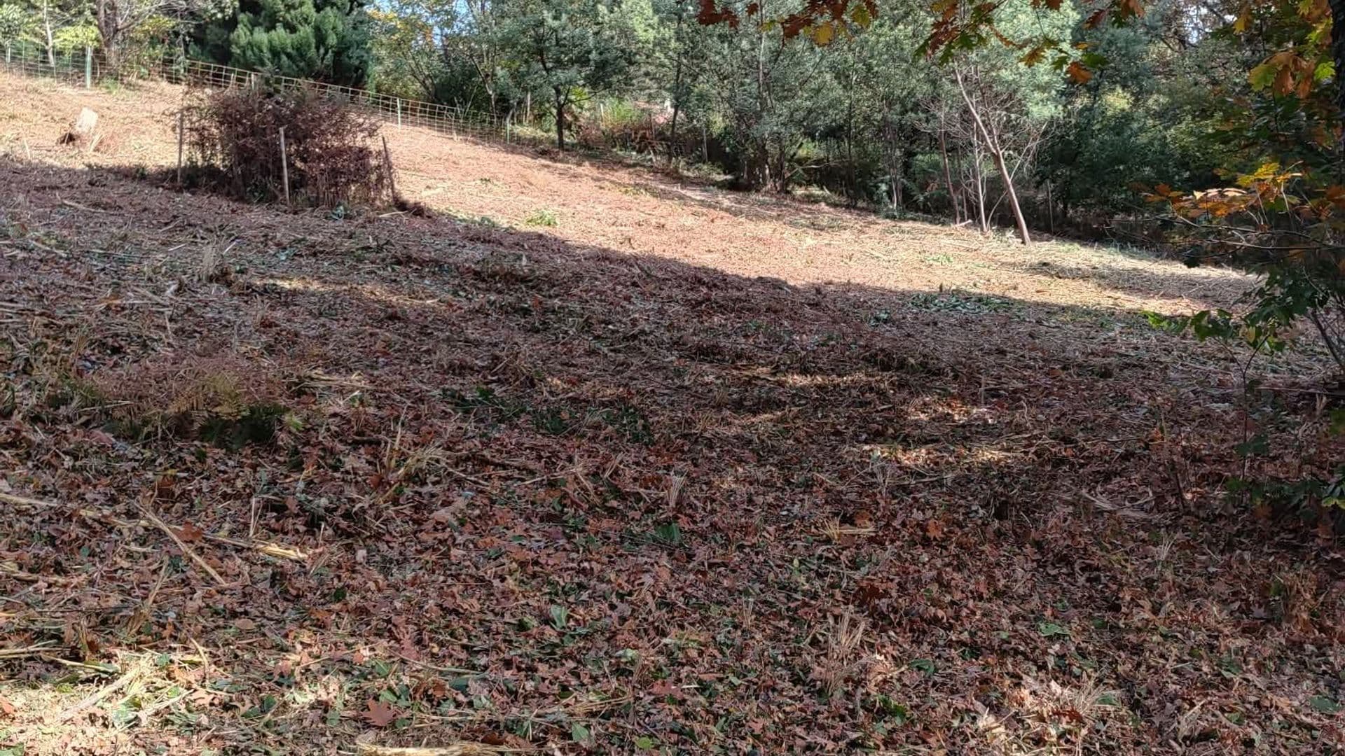 Débroussaillage mécanique de ronciers et broussailles dans les Landes