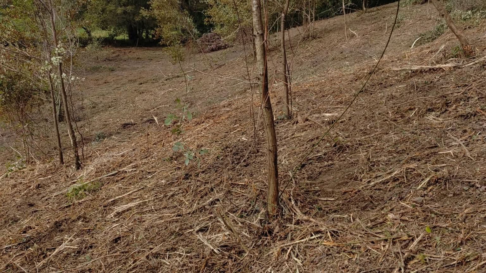 Parcelle débroussaillée par robot broyeur dans les Landes
