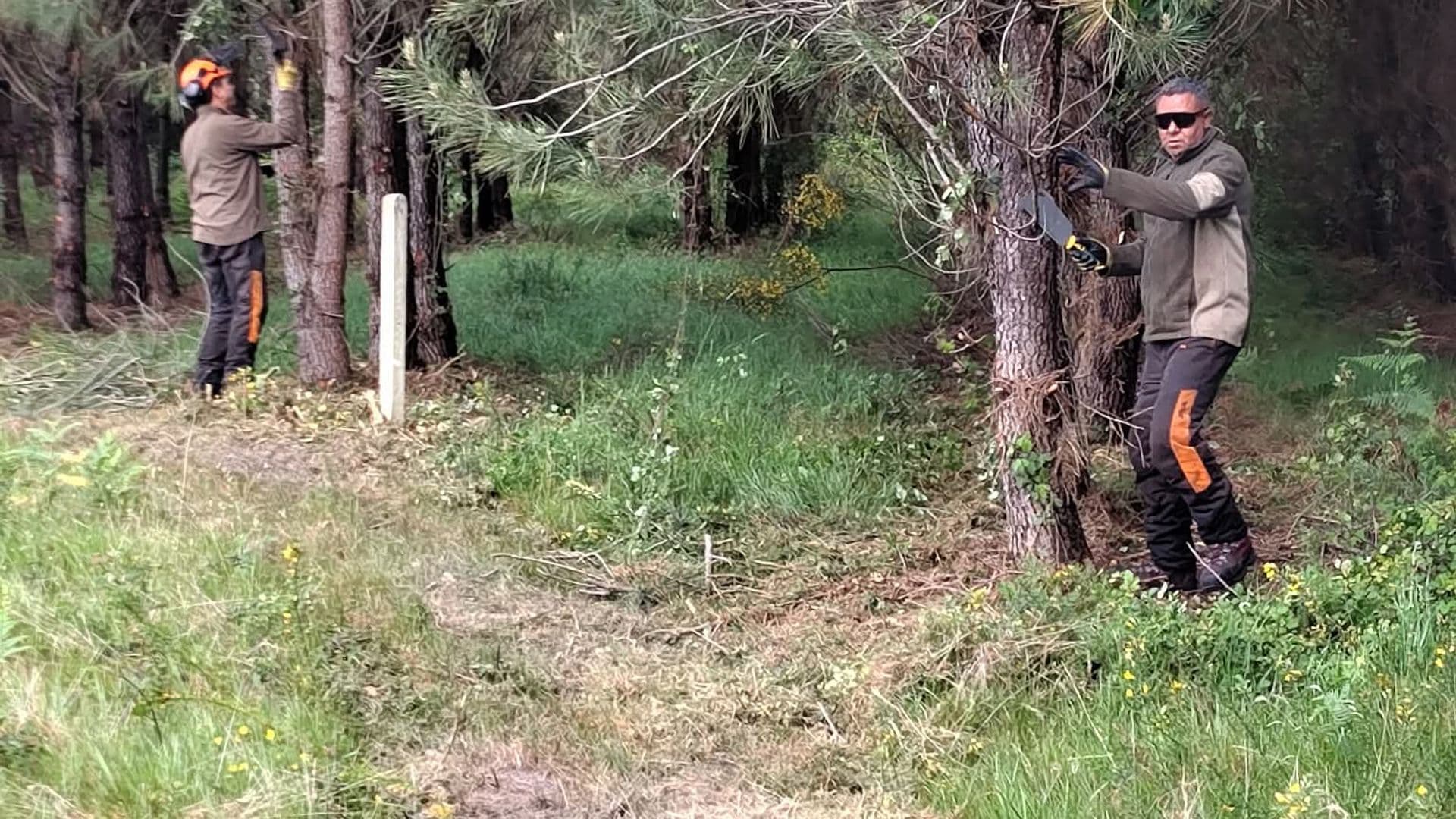Dépressage et entretien de plantation de pins maritimes dans les Landes