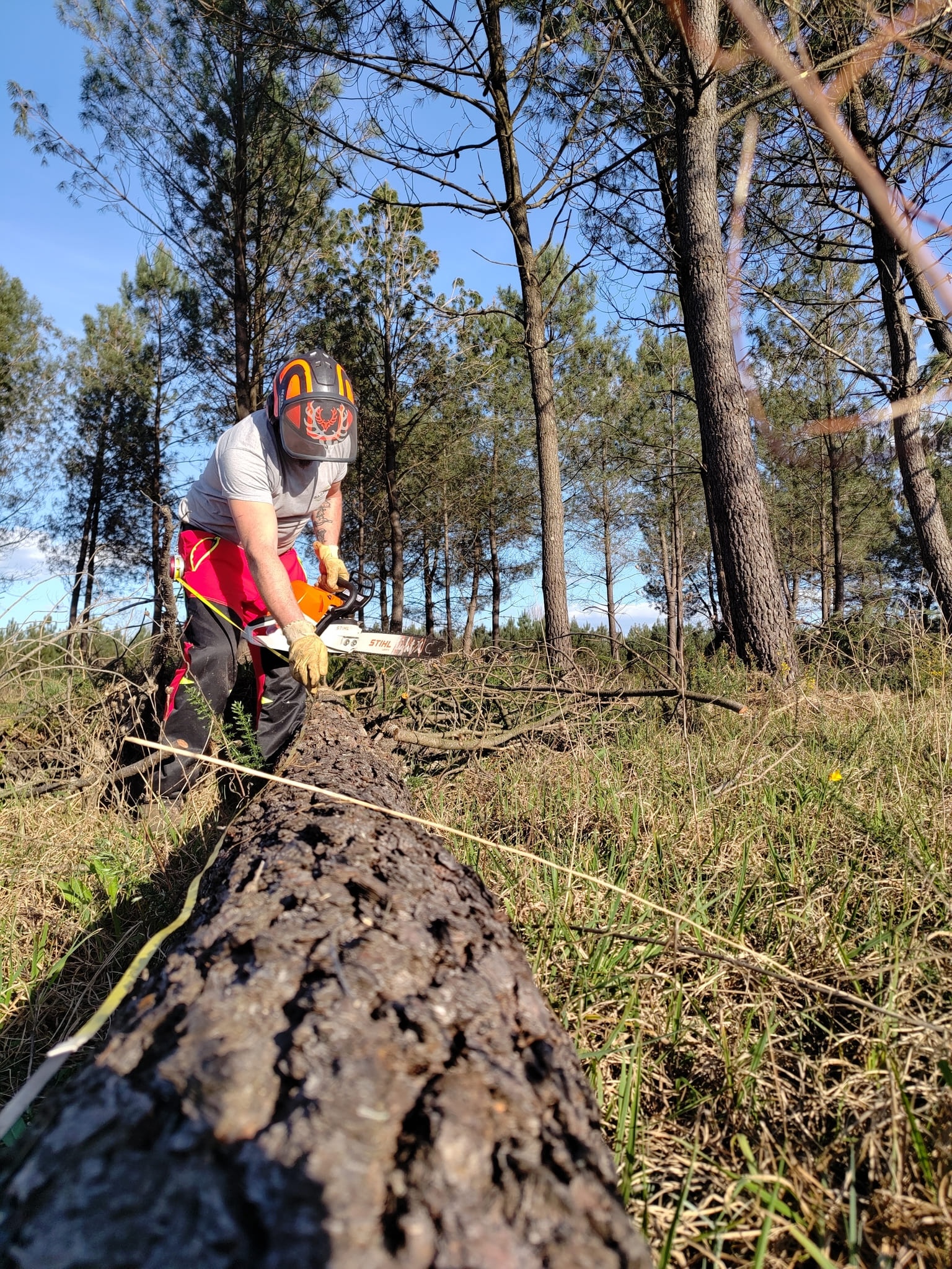 Débitage de pins maritimes sur une parcelle forestière dans les Landes - Garrido