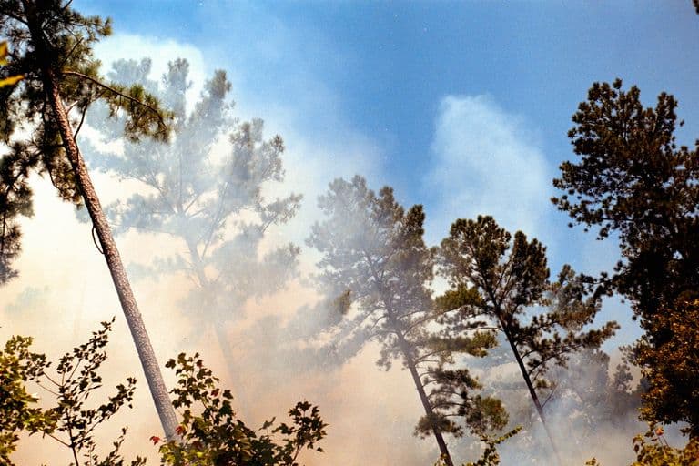 Fumée dans les pins maritimes — risque de feux de forêt dans les Landes