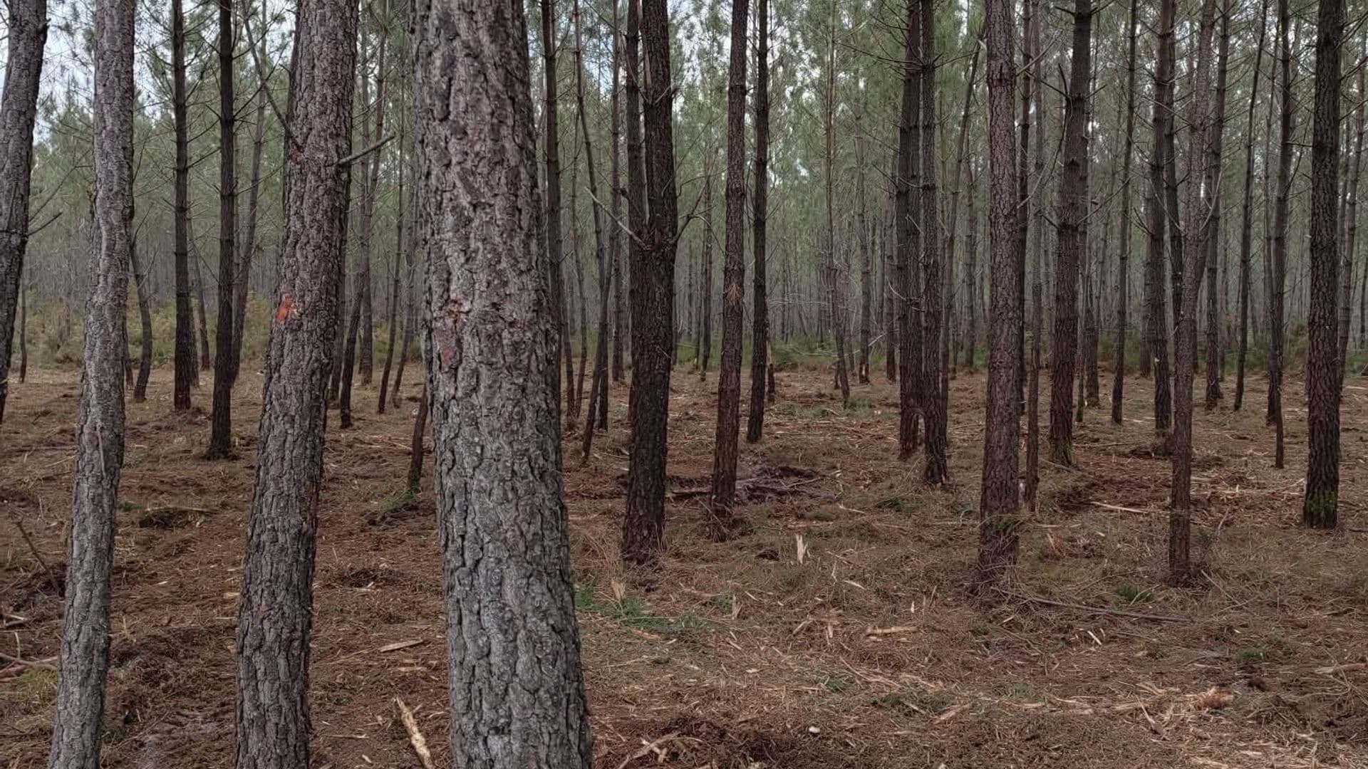 Forêt de pins maritimes dans le massif landais — travaux forestiers Garrido 