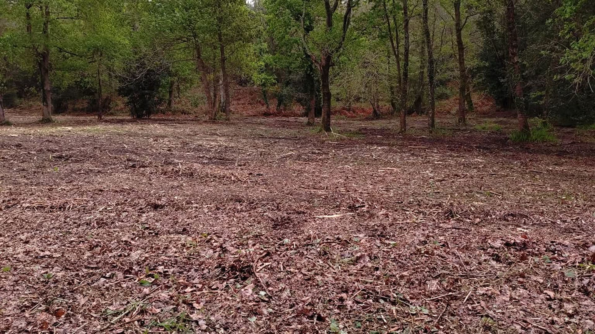 Robot broyeur professionnel traitant une végétation dense dans les Landes