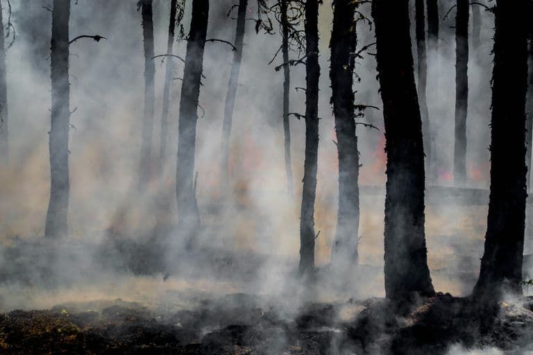 Fumée d'incendie s'élevant entre des troncs de pins calcinés dans un massif forestier
