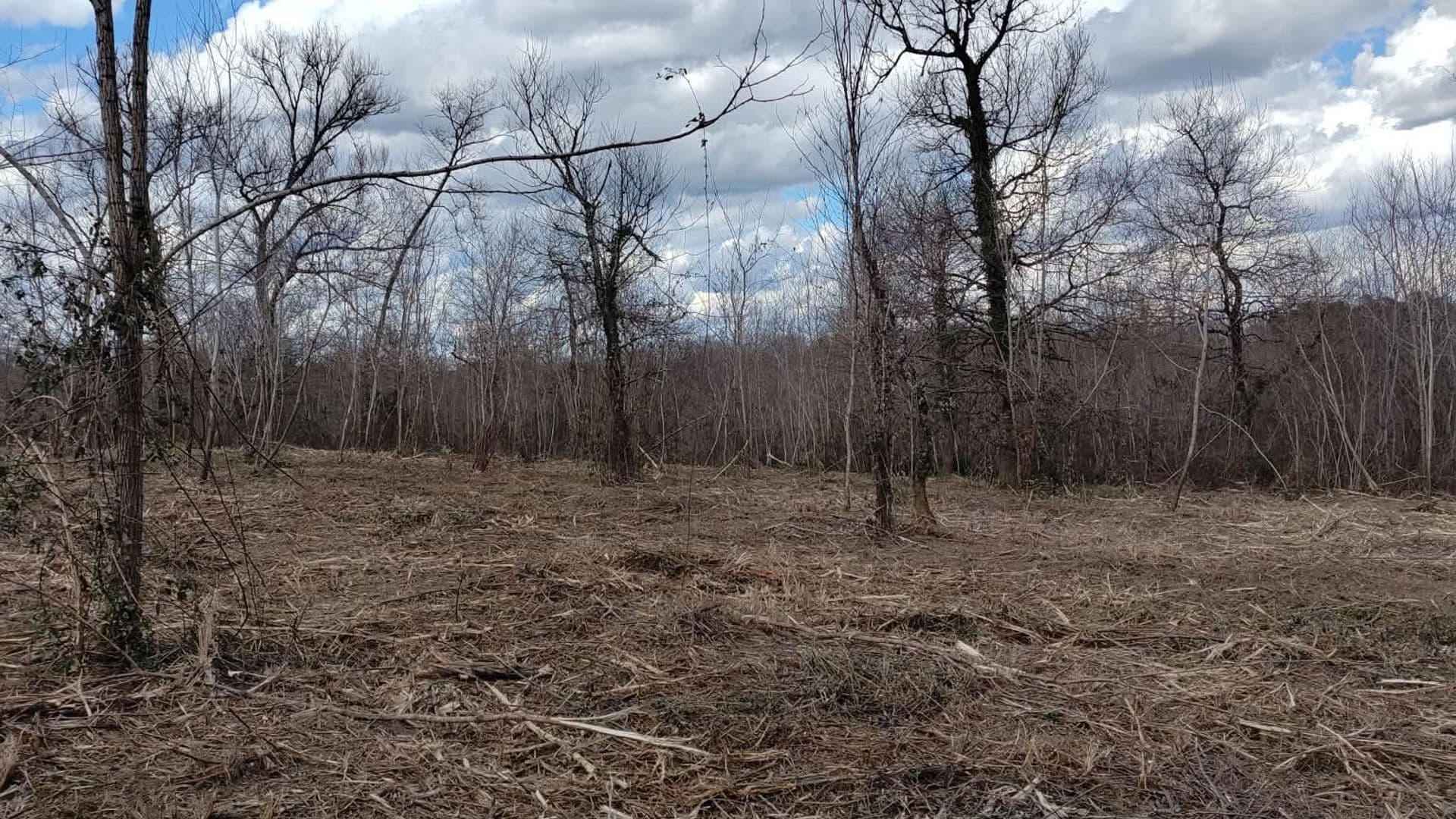 Remise en état de parcelle forestière dans les Landes — nettoyage et préparation à la replantation 