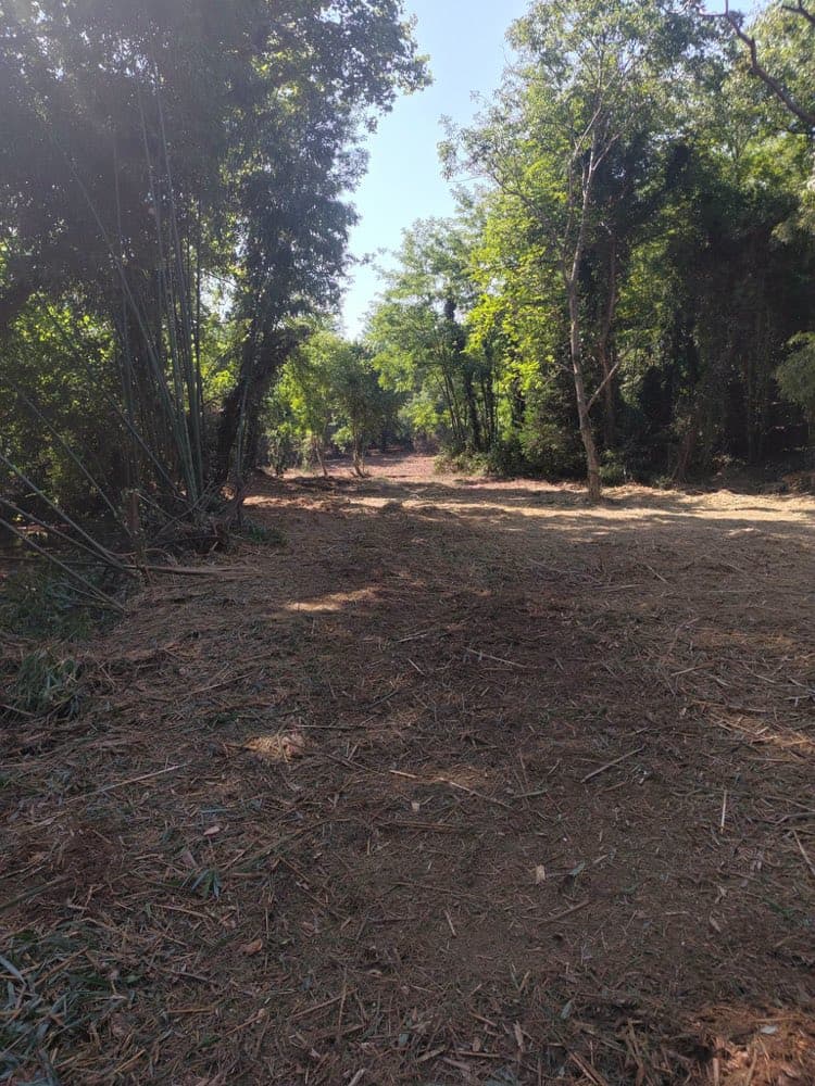 Parcelle de bambous dégagée et sol jonché de broyat après broyage forestier à Carcarès-Sainte-Croix