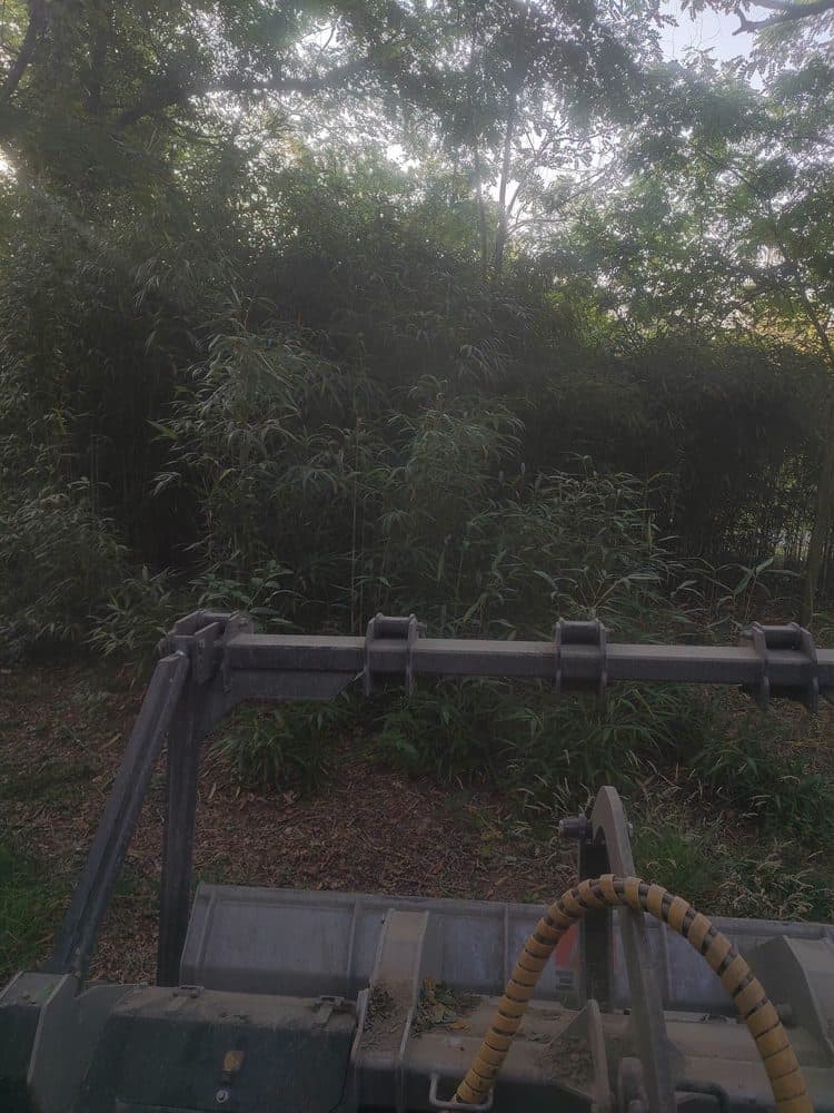 Haie de bambous dense devant le broyeur avant intervention dans le parc à Laluque