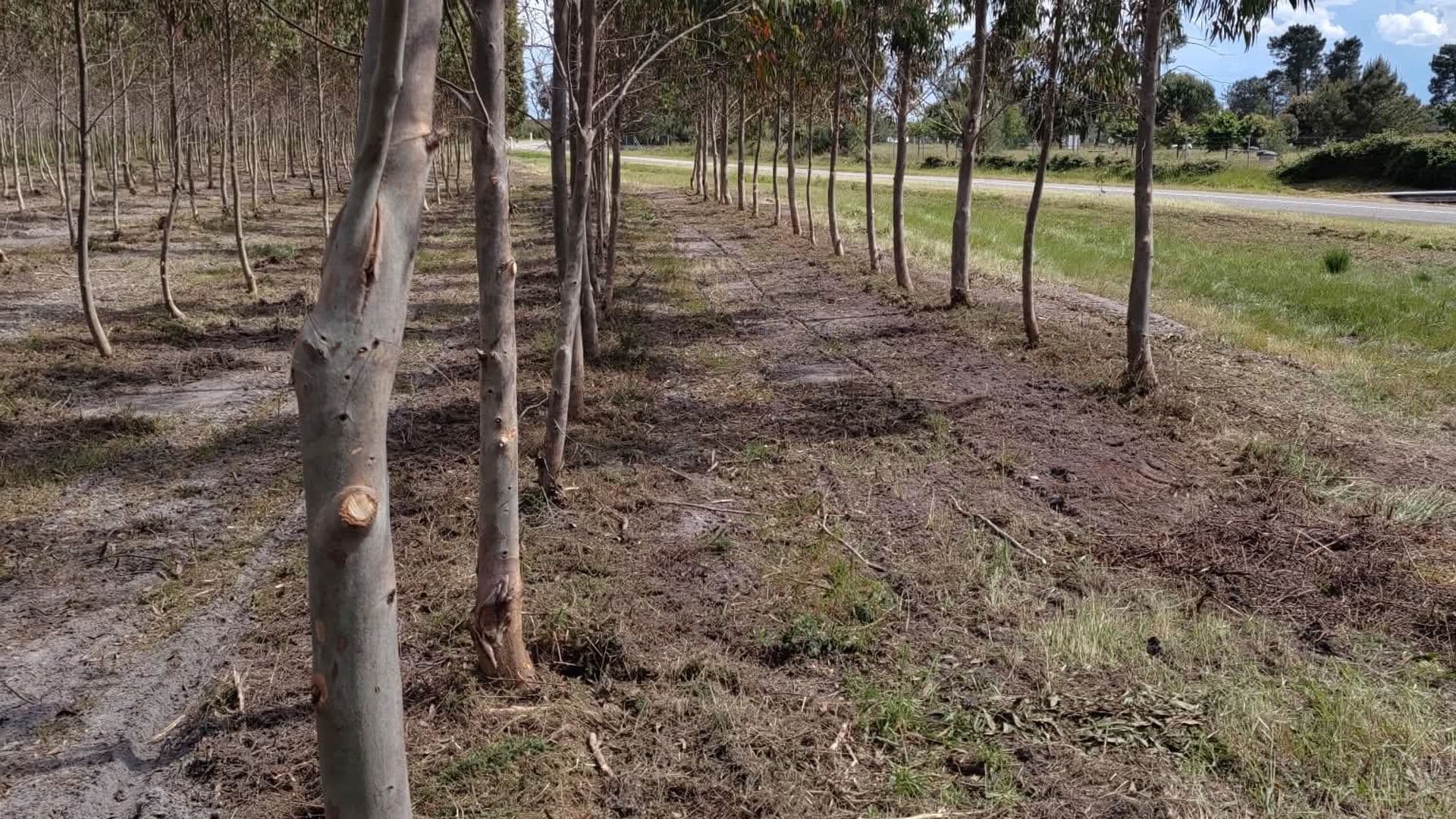 Contactez Garrido pour un devis gratuit de débroussaillage et travaux forestiers dans les Landes