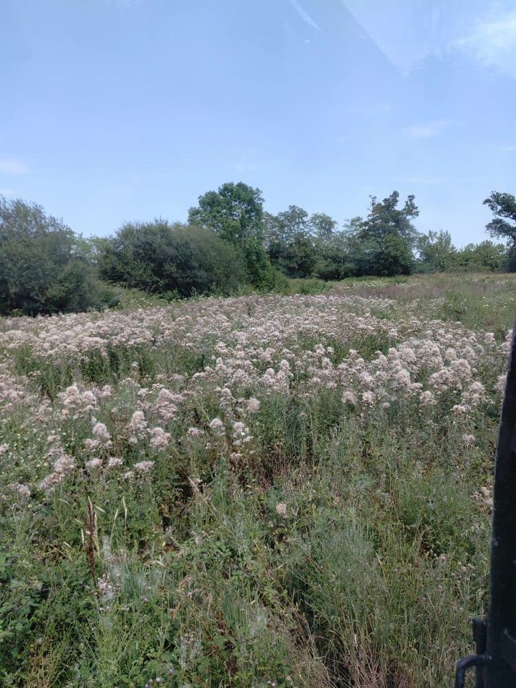 Parcelle envahie de hautes herbes et de valériane avant débroussaillage à Pontonx-sur-Adour