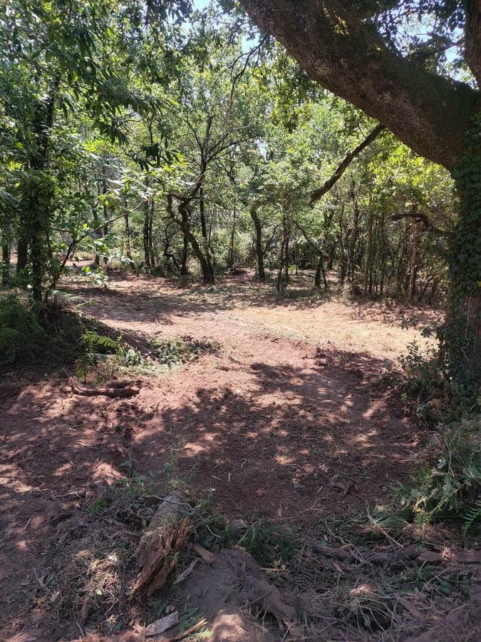 Sous-bois de chênes nettoyé et sol dégagé après entretien de la parcelle à Lesgor