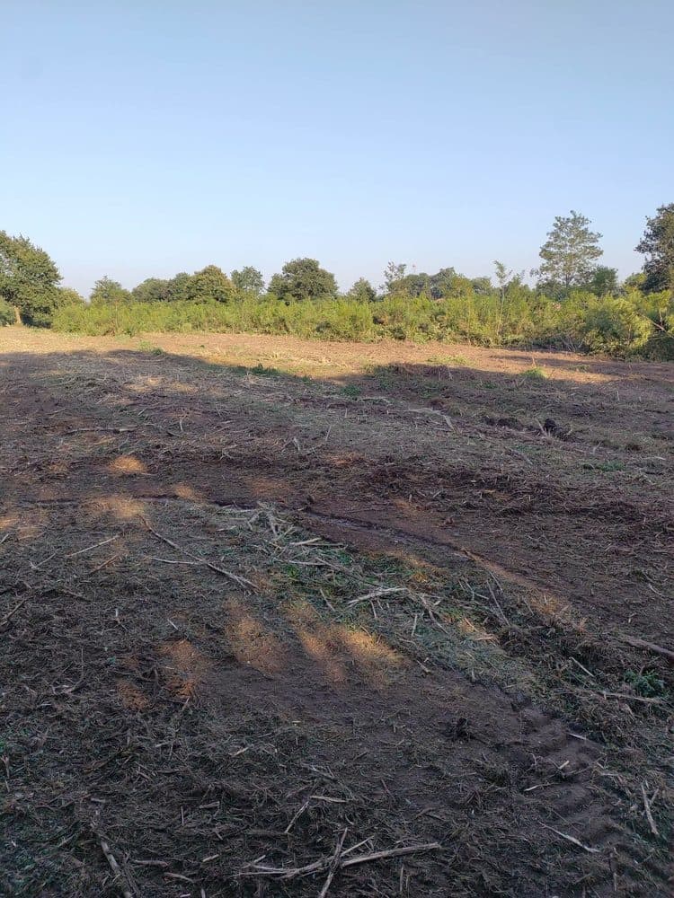 Parcelle broyée en plein pour éliminer les acacias dans la plantation de pins à Meilhan