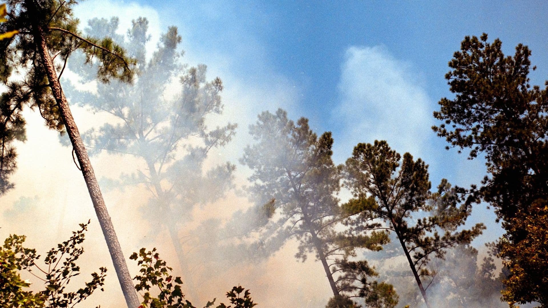 Fumée dans les pins maritimes — risque de feux de forêt dans les Landes