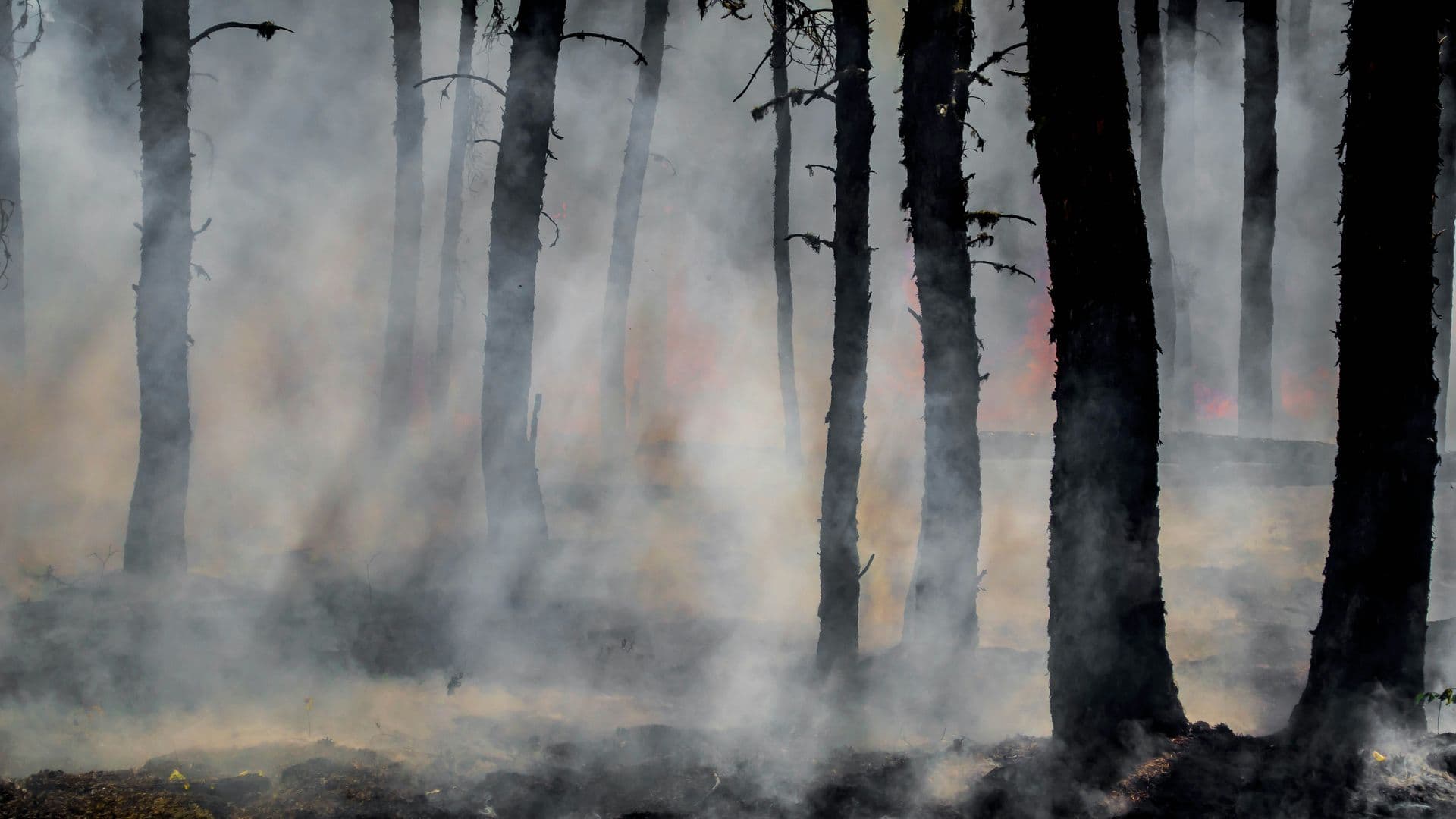 Fumée d'incendie s'élevant entre des troncs de pins calcinés dans un massif forestier