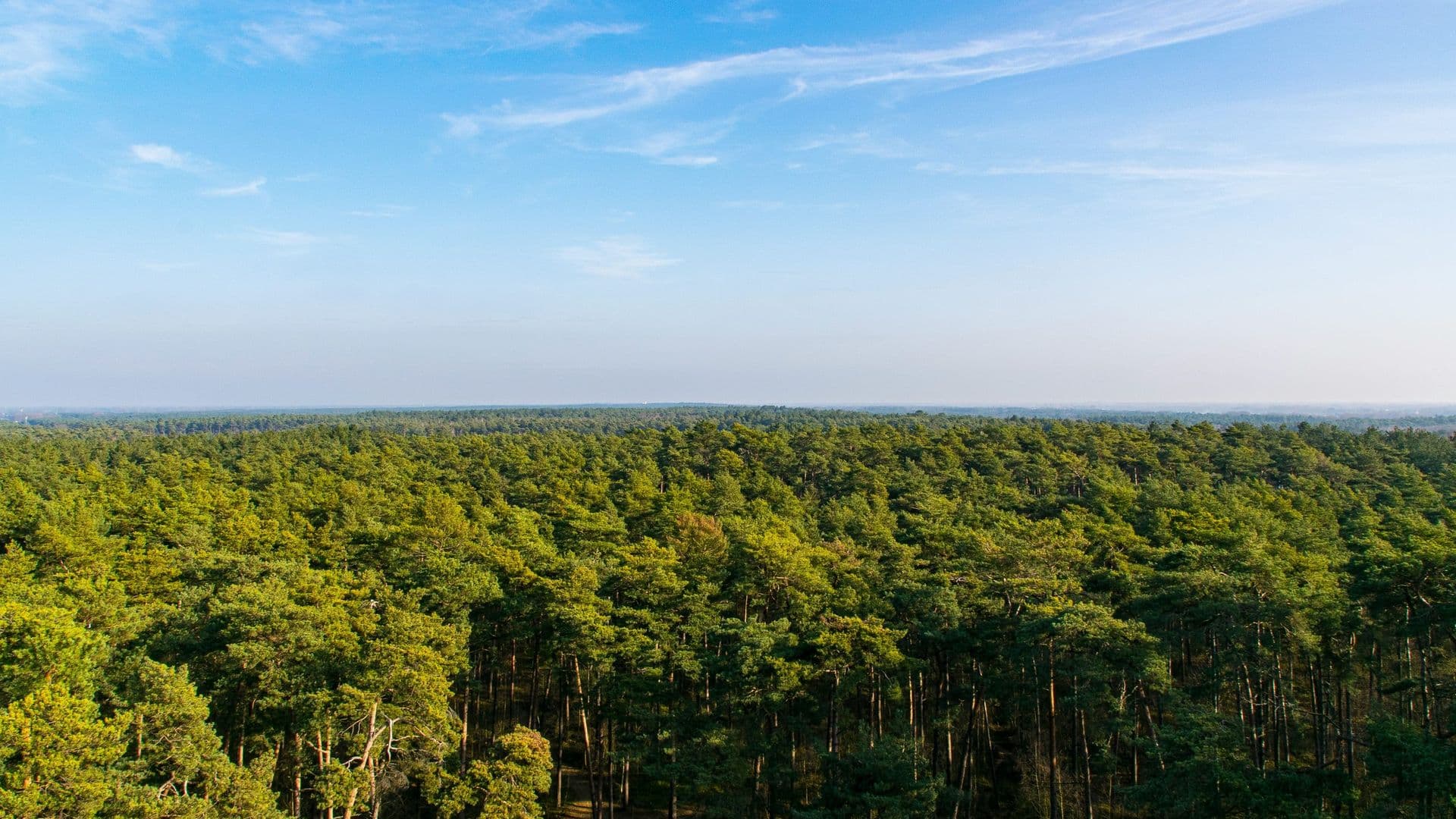 Vue aérienne d un massif de pins maritimes dans les Landes