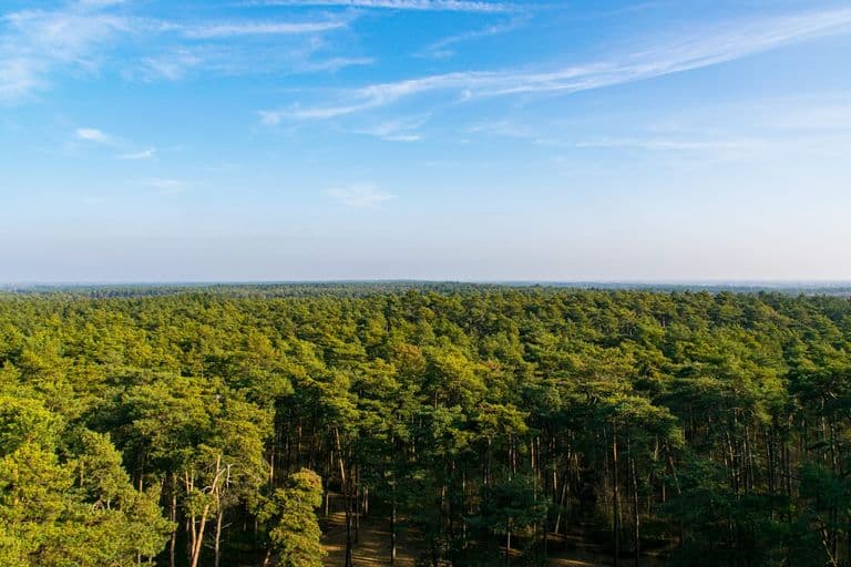 Vue aérienne d un massif de pins maritimes dans les Landes