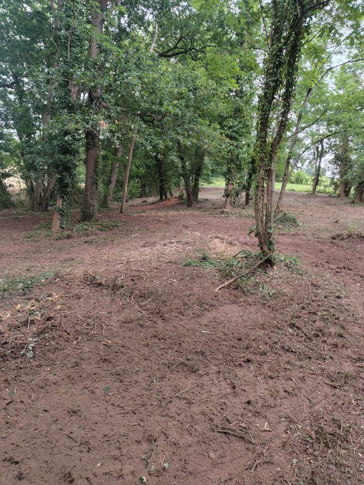 Sous-bois débroussaillé et sol nettoyé sous les arbres après remise en état à Saubusse
